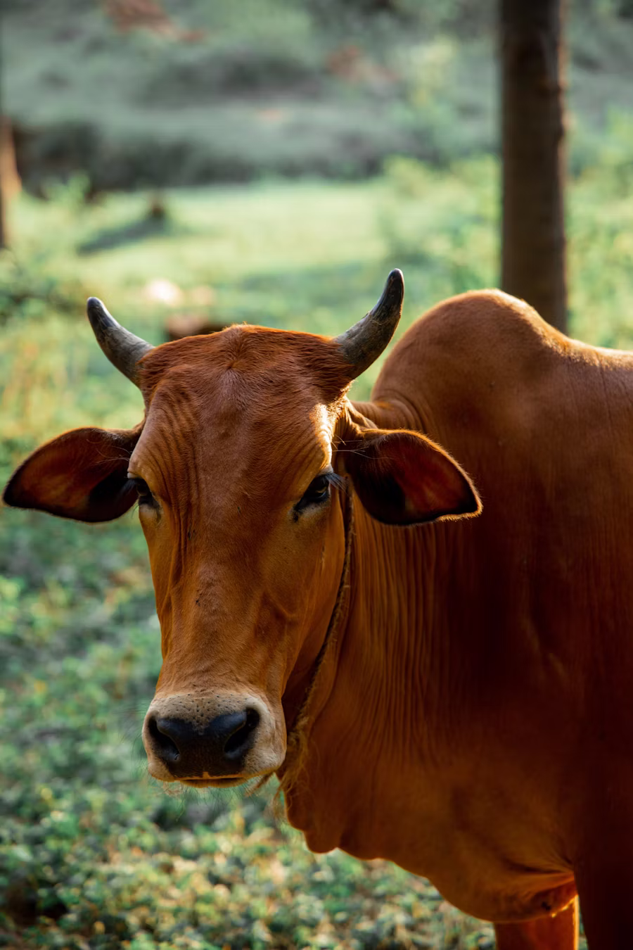 Highland Cattle