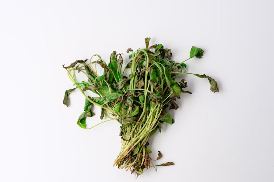 Fresh Khat (Qat)